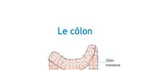 Doc - Le colon PACES