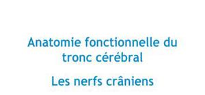 Anatomie fonctionnelle du tronc cérébral : les nerfs crâniens - PACES