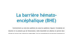La barrière hémaro-encéphalique (BHE) - Médecine PACES