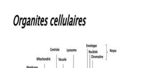 Biologie cellulaire microscopie schémas